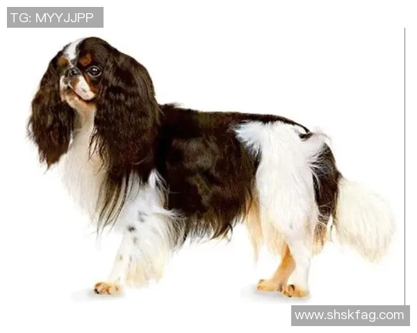 克罗伊登国王与骑士的激烈对决揭开足球新篇章